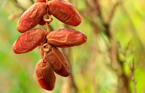 Tunisian Dates